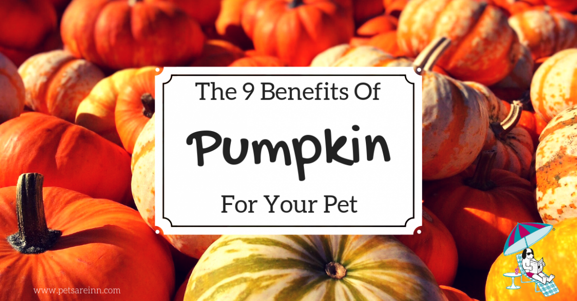 9-Benefits-of-Pumpkin.png