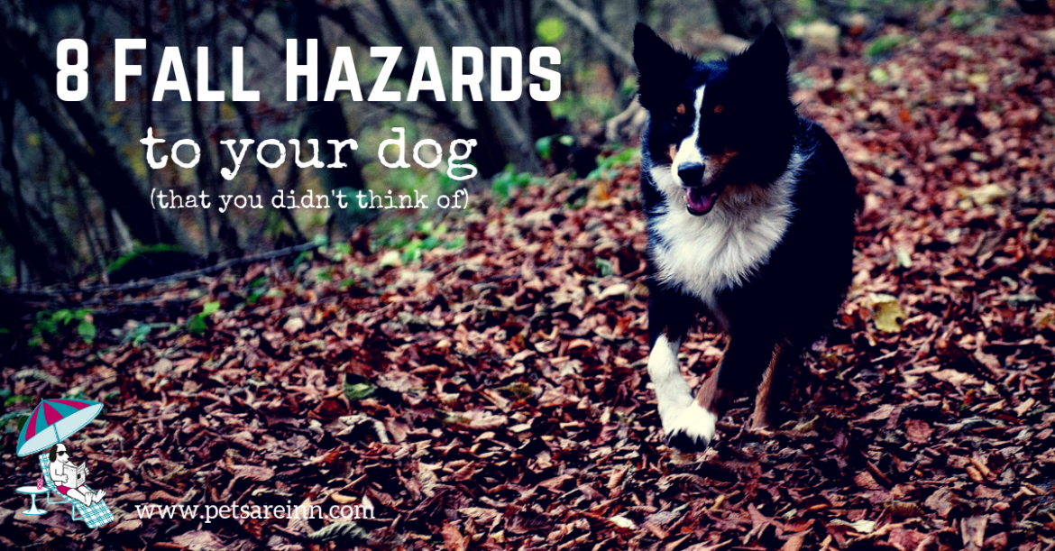 Fall-Hazards-to-Dog.png